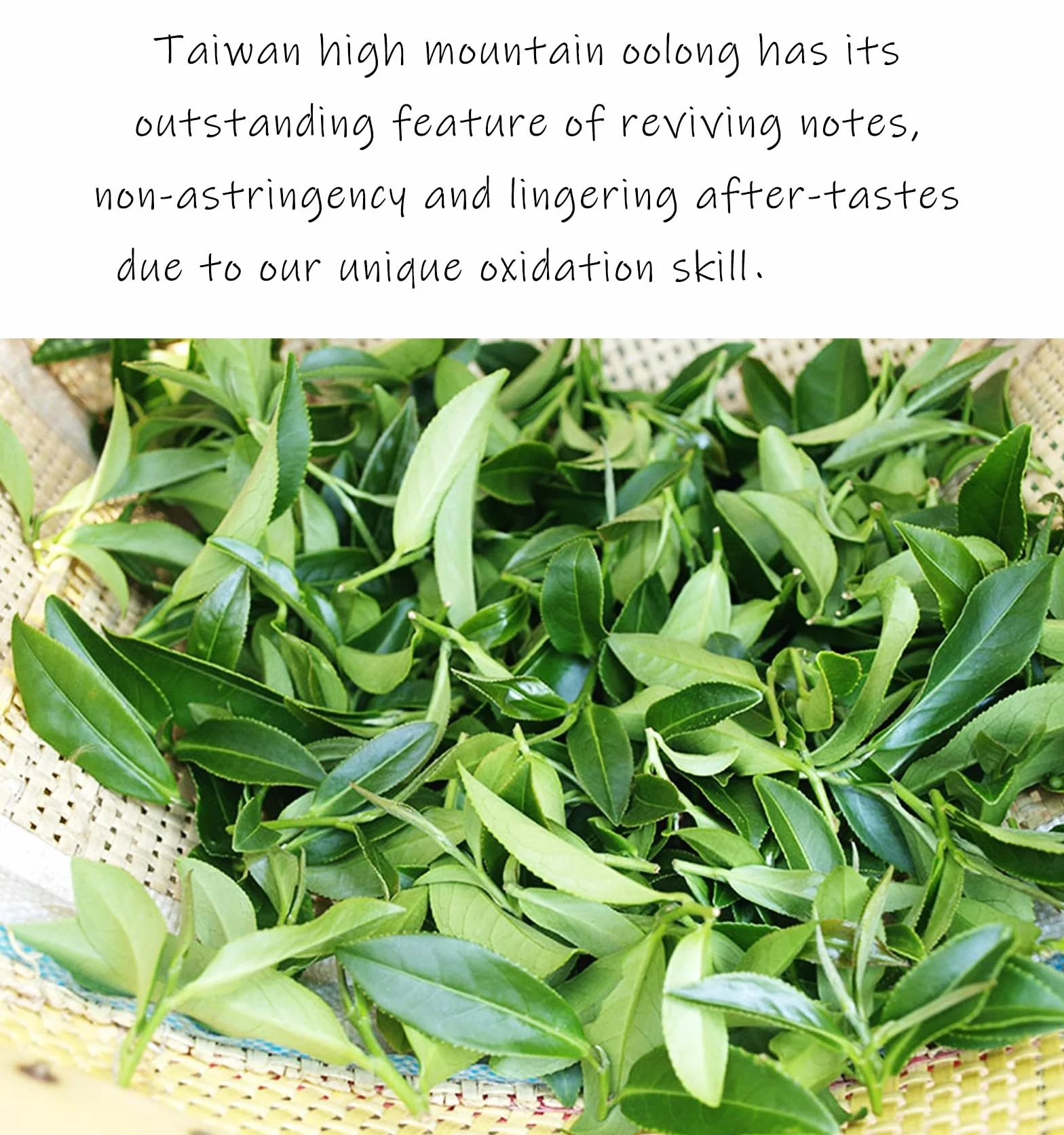 Trilliant Fomsa Tea High Mountain ChinShin oolong herbata Formosa liściasta tajwańska 113 g