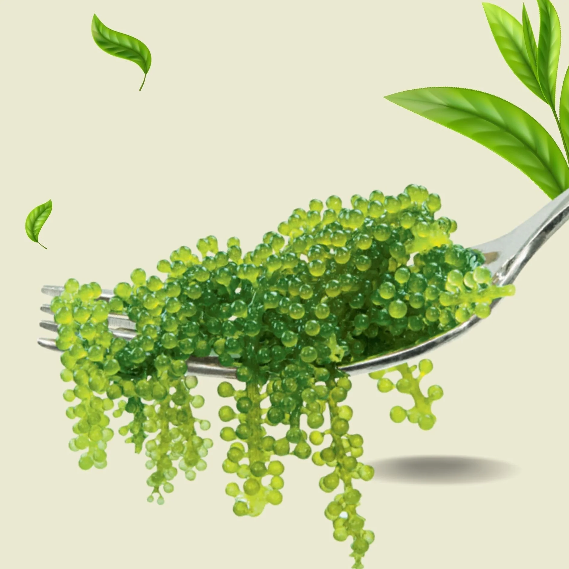 CAVUMI Sea Grapes 20 g / gąsienice morskie jako przekąska z alg / suszone algi morskie / Umibudo jako chrupiący zielony kawior
