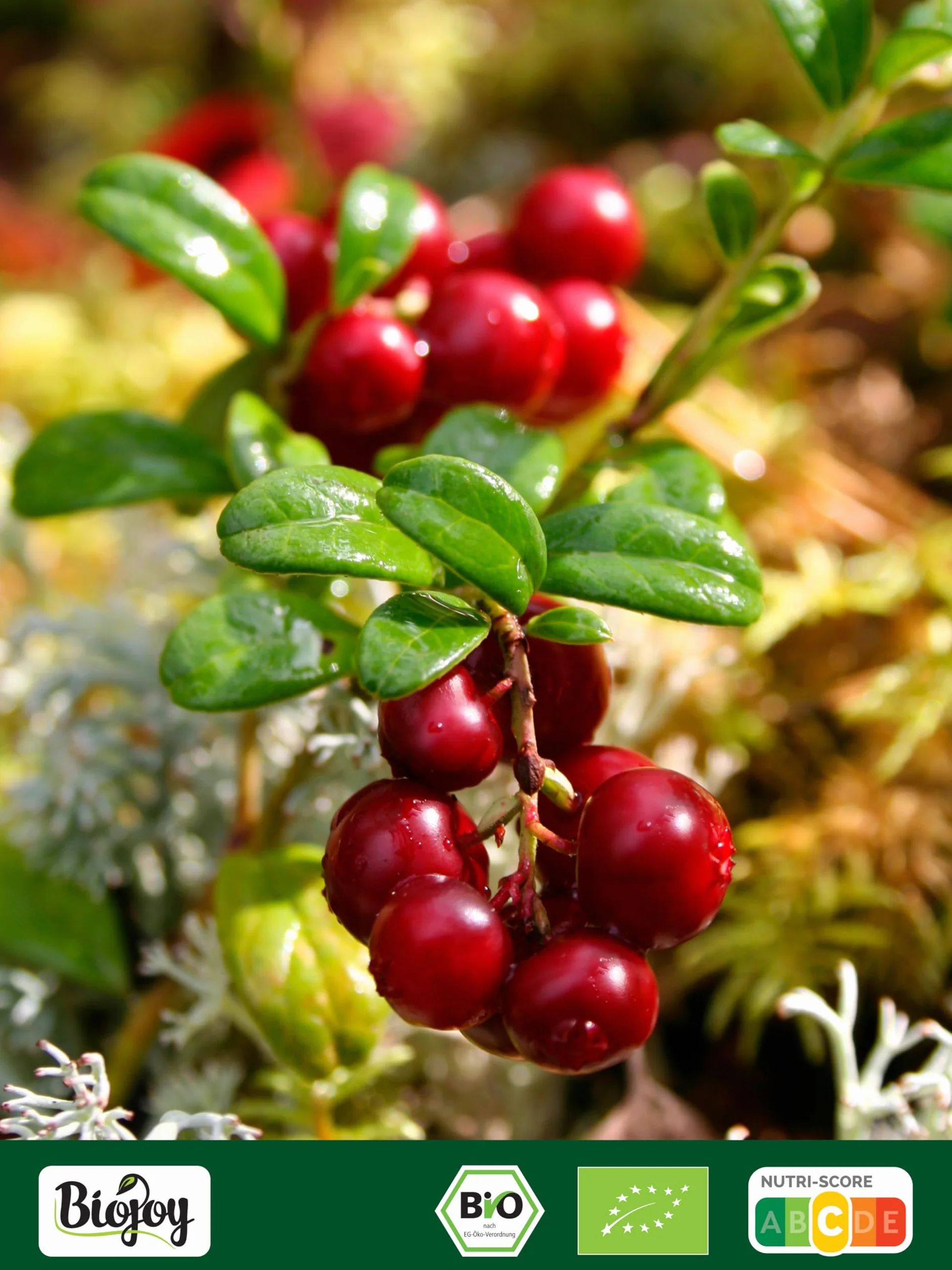 Biojoy Organiczna Żurawina suszona 1 kg słodzona sokiem jabłkowym