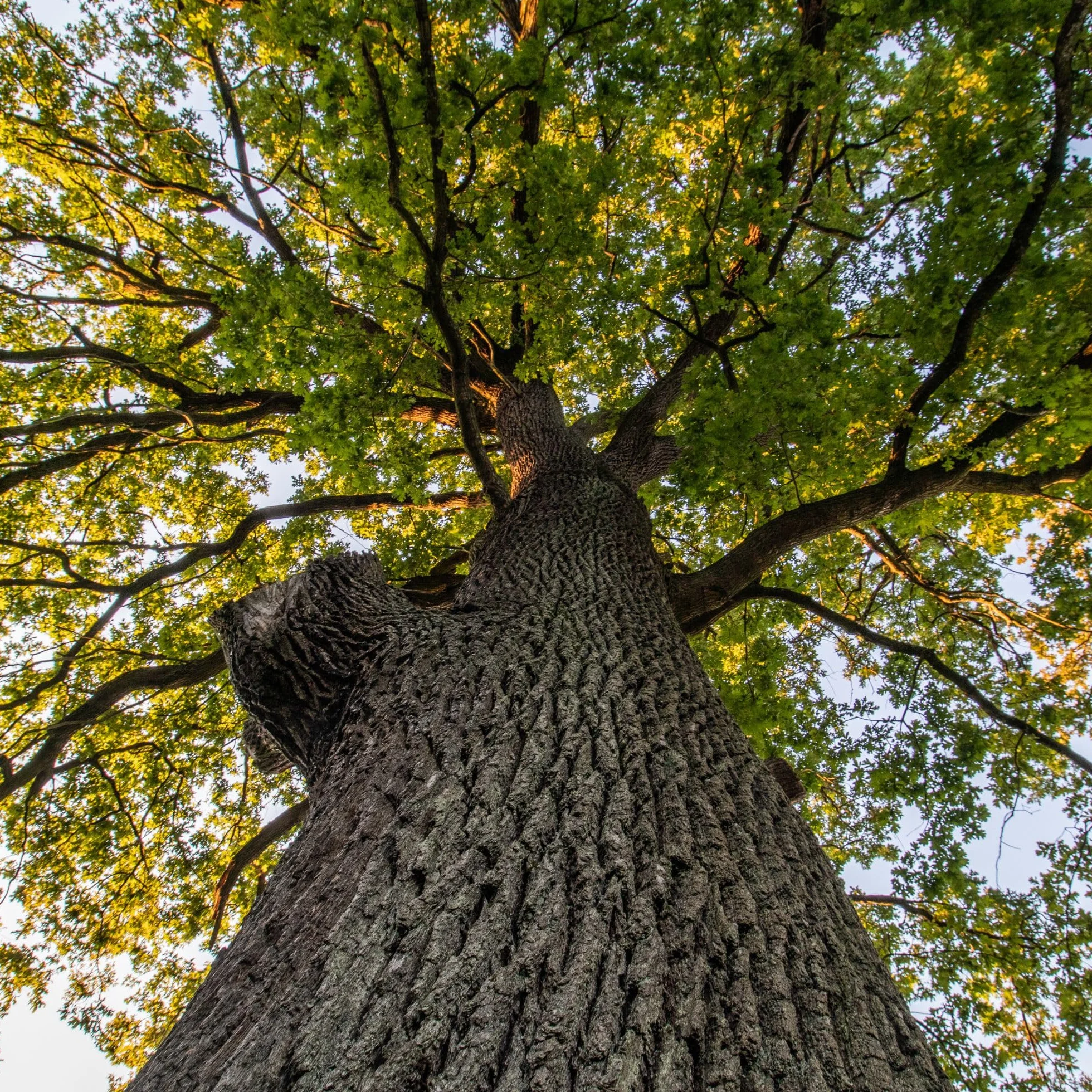 Alpi Nature Herbata z Kory Dębu 500g, Suszona i Cięta Kora Dębu do Przygotowania Herbaty i Naparów