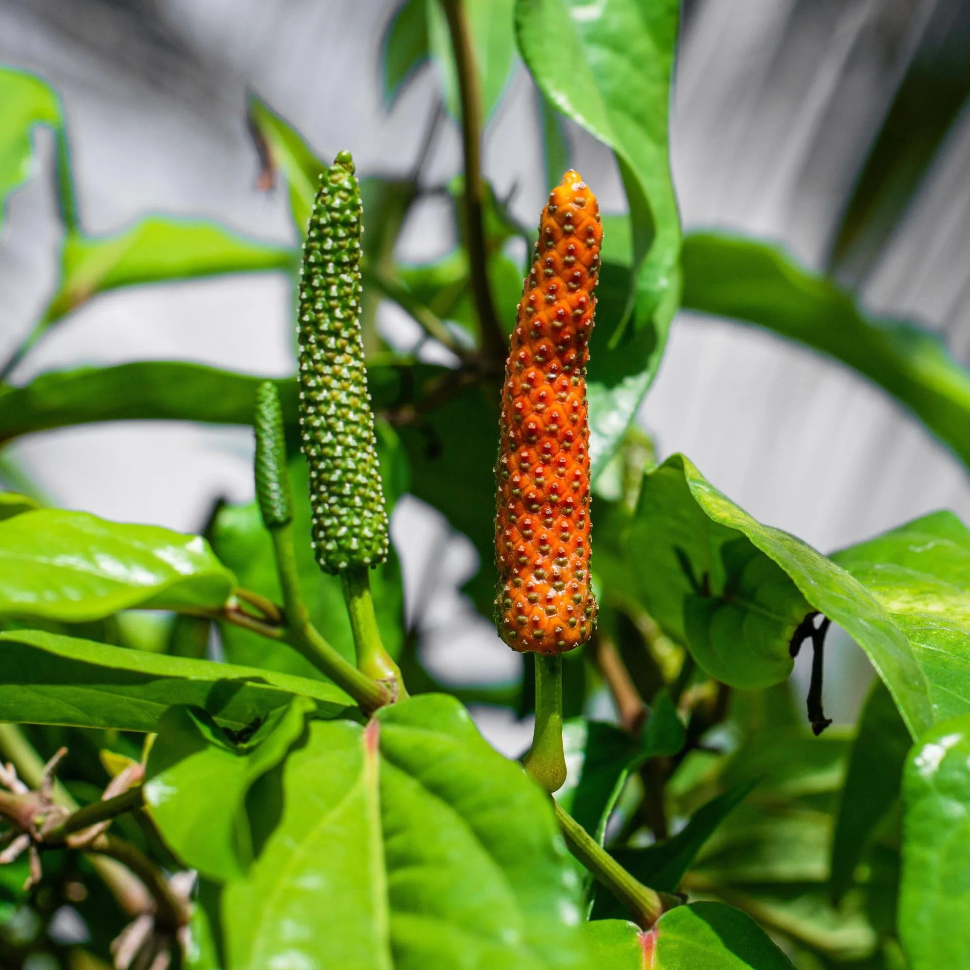 Alpi Nature Pepper Lang całkowicie (125 g) pręty pieprzowe w 100% naturalne oczywiście bez dodatków wegańskie