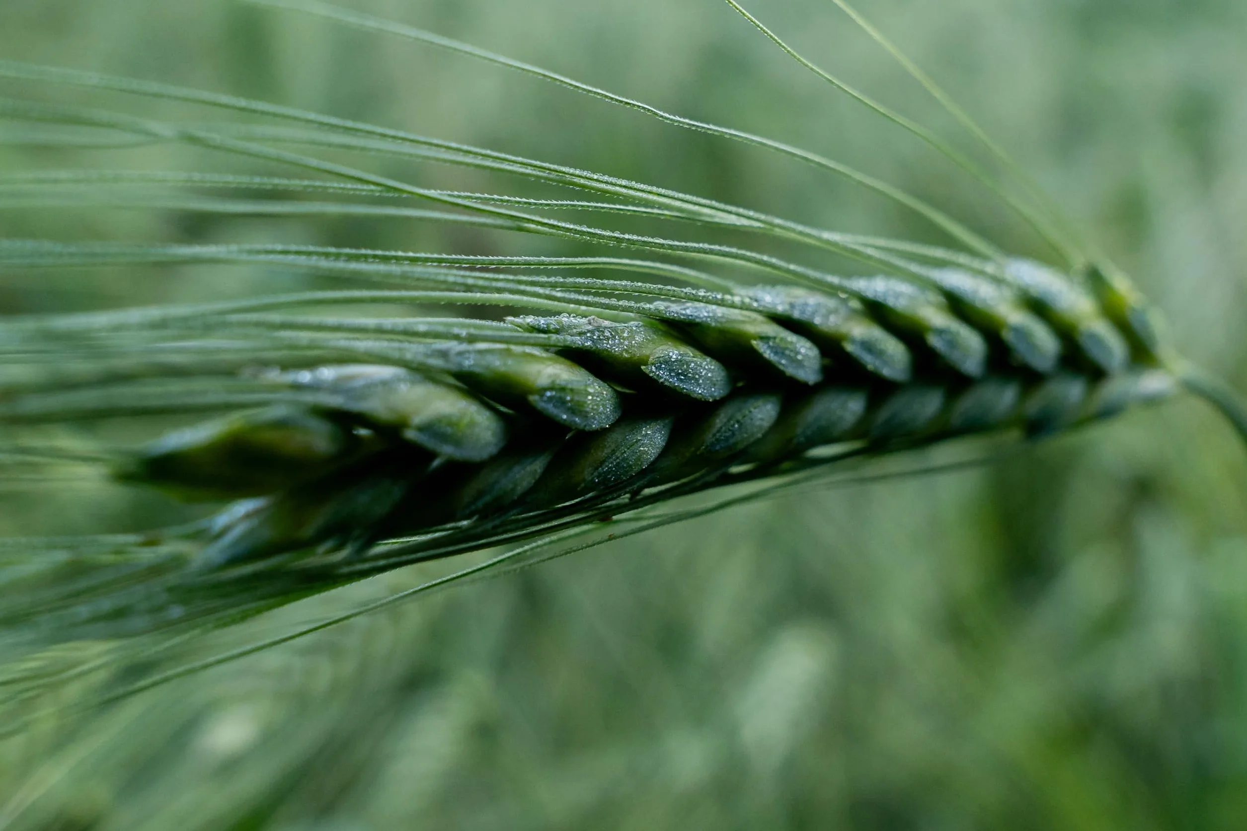Prometeo Mąka Pełnoziarnista z Pszenicy Samopszy Einkorn 1kg BIO || Ekologiczna Mąka Orkiszowa | Do Wypieków | Wysoka Zawartość Błonnika | Produkt Premium