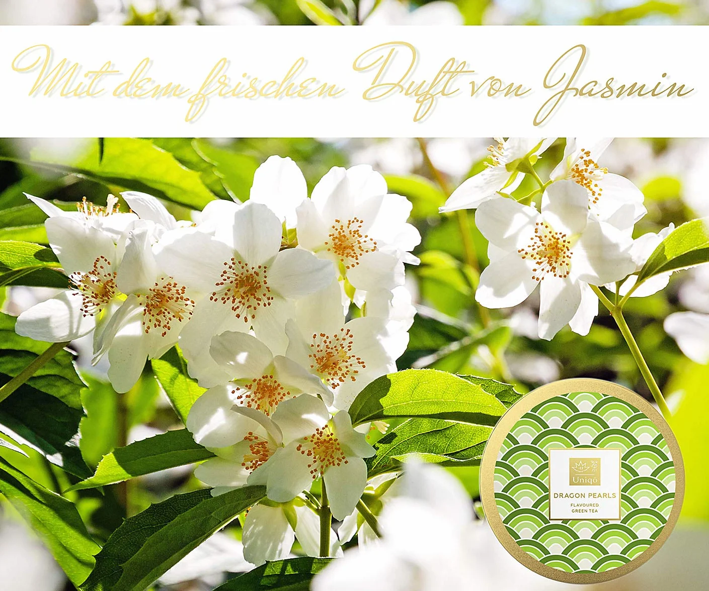 Tea Uniqo herbata jaśminowa Dragon Pearls – prezent na herbatę | Jaśminowa perła smoka naturalnie aromatyzowana zielona herbata luzem w eleganckiej puszce prezentowej | bezglutenowa – wegańska – bez