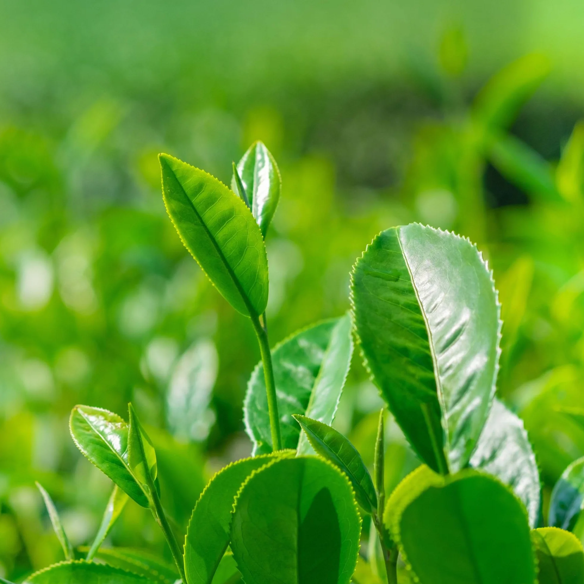 Alpi Nature Herbata Oolong 250g, Chińska Herbata Oolong Liściasta, Naturalnie Zawierająca Kofeinę