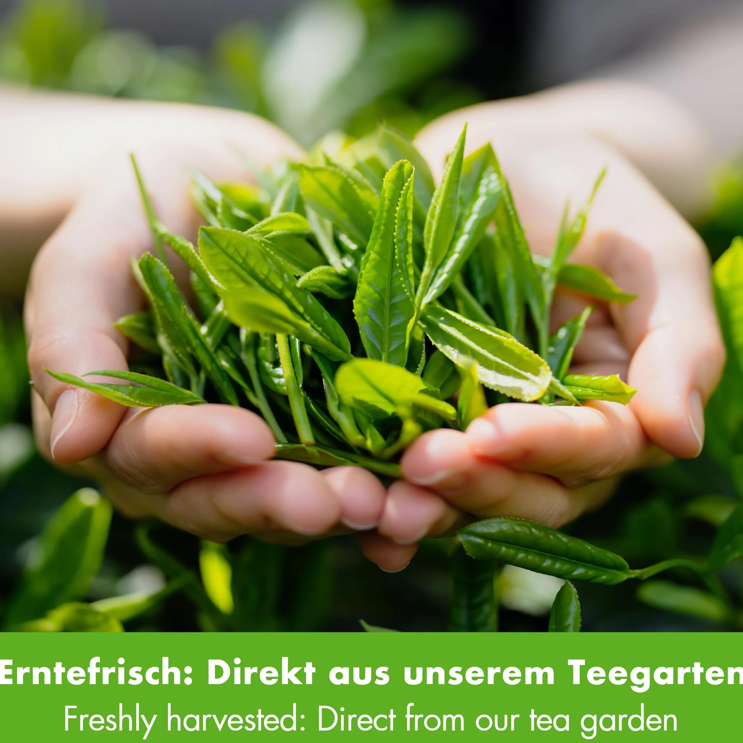 Goodwei Herbata zielona Goodwei Sencha - aromatyczna, lekko cierpka herbata zielona, ​​250g