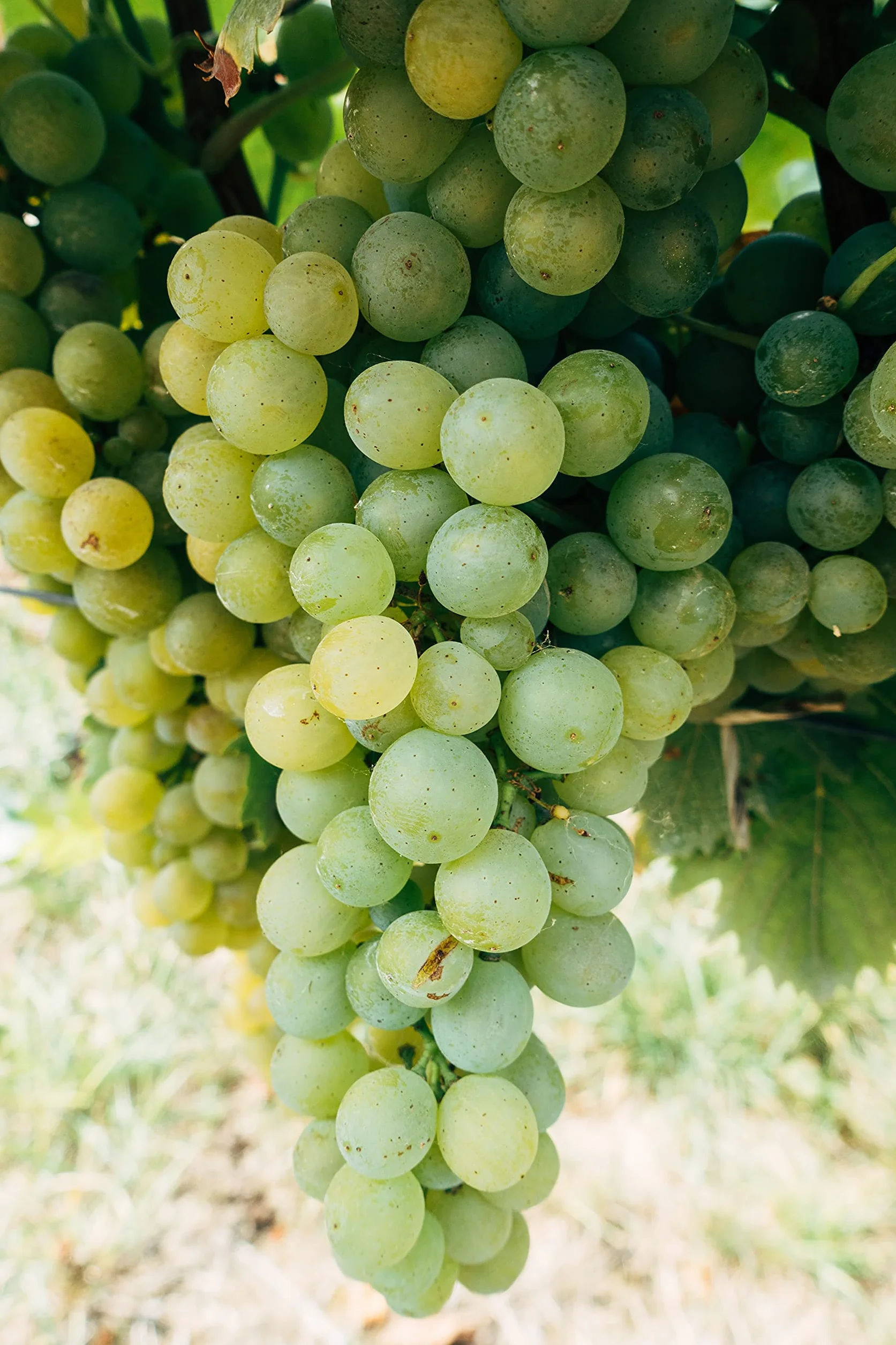 Spontaniczny ocet winogron Graera, które otrzymują winogrona Prosecco z powolną i długą naturalną labifikacją; niefiltrowane, niezebrane ocet