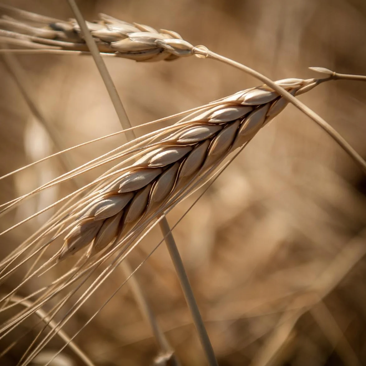 Prometeo Mąka Pełnoziarnista z Pszenicy Samopszy Einkorn 1kg BIO || Ekologiczna Mąka Orkiszowa | Do Wypieków | Wysoka Zawartość Błonnika | Produkt Premium