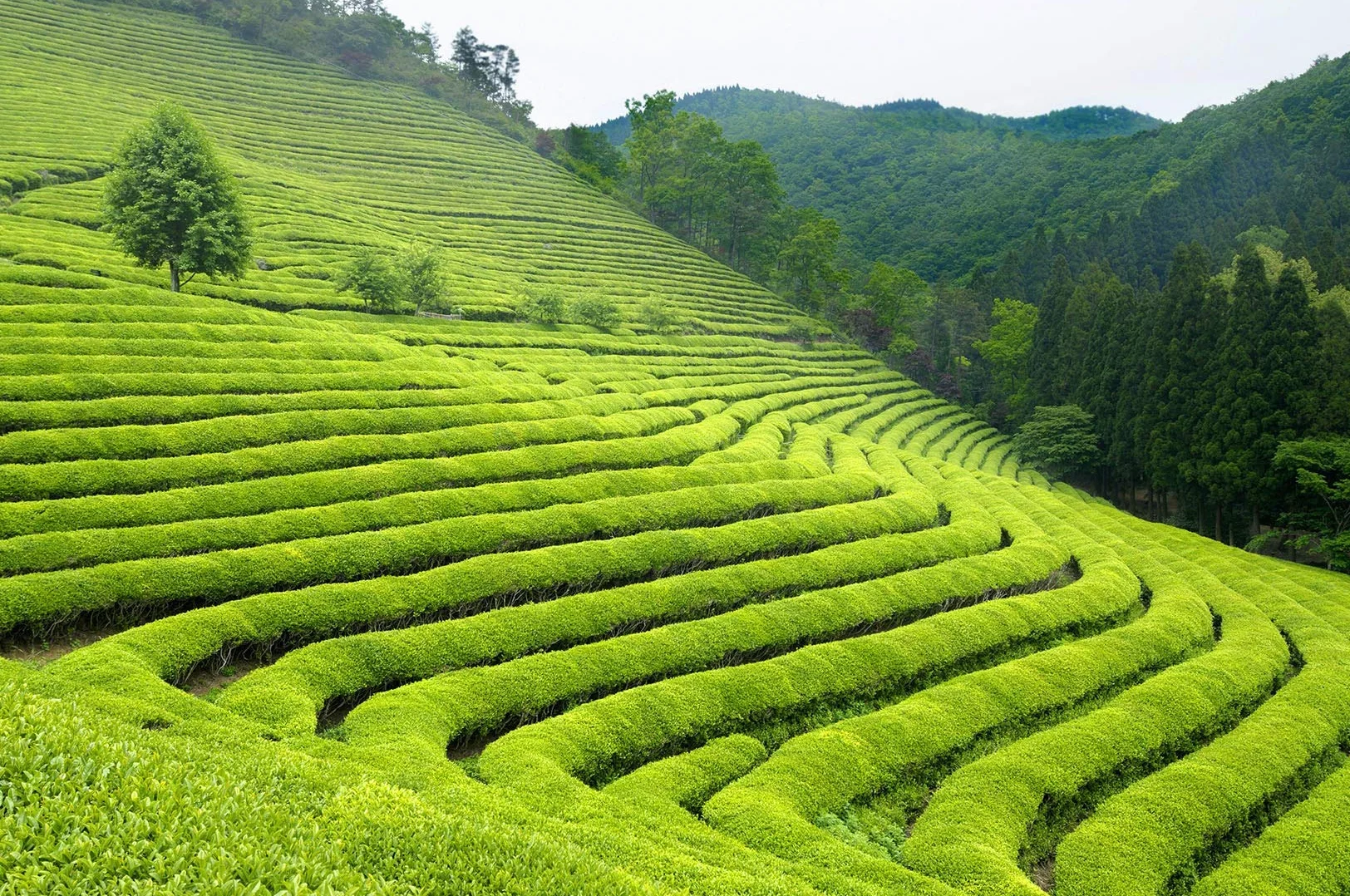 Tea Uniqo herbata jaśminowa Dragon Pearls – prezent na herbatę | Jaśminowa perła smoka naturalnie aromatyzowana zielona herbata luzem w eleganckiej puszce prezentowej | bezglutenowa – wegańska – bez