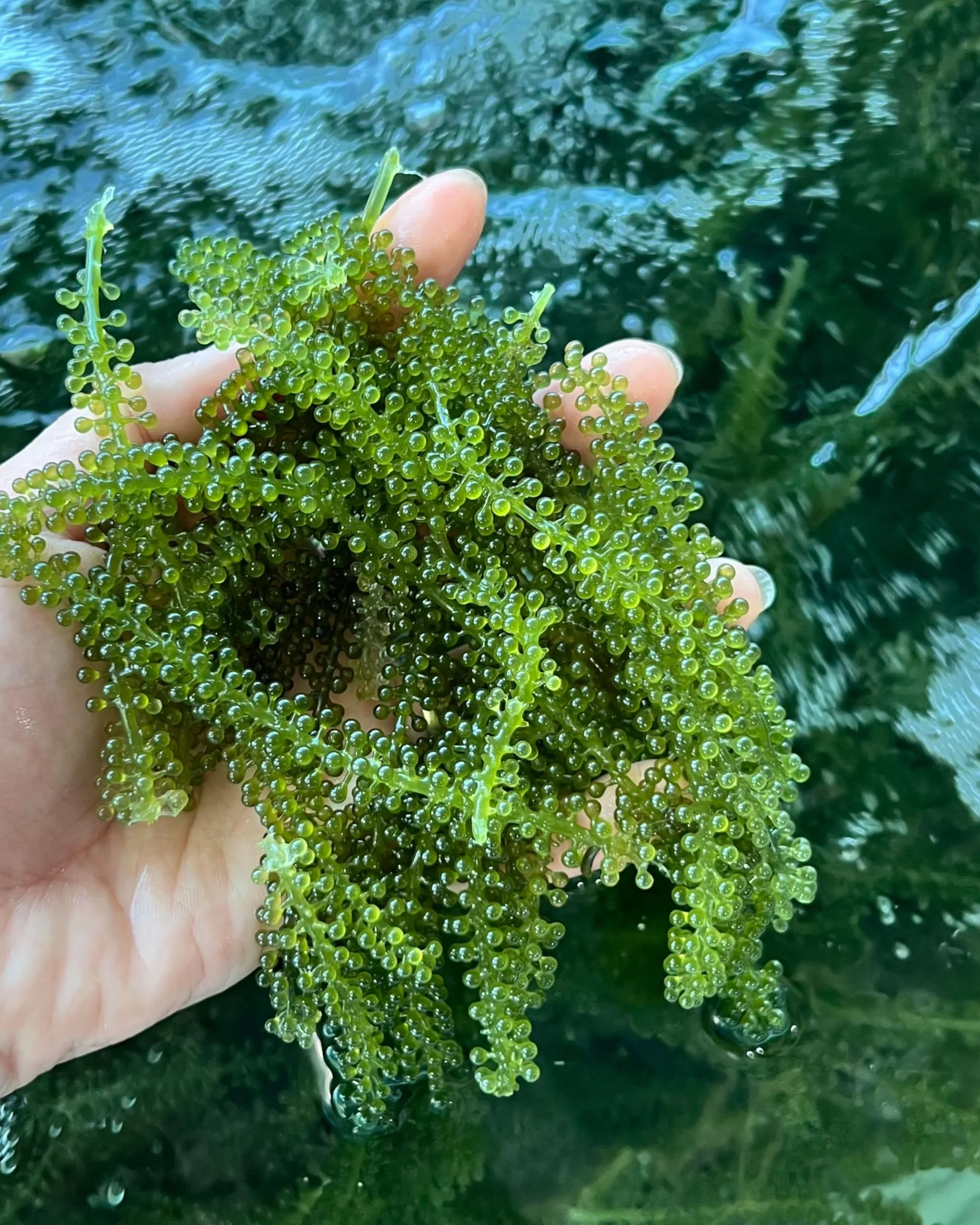 CAVUMI Sea Grapes 20 g / gąsienice morskie jako przekąska z alg / suszone algi morskie / Umibudo jako chrupiący zielony kawior