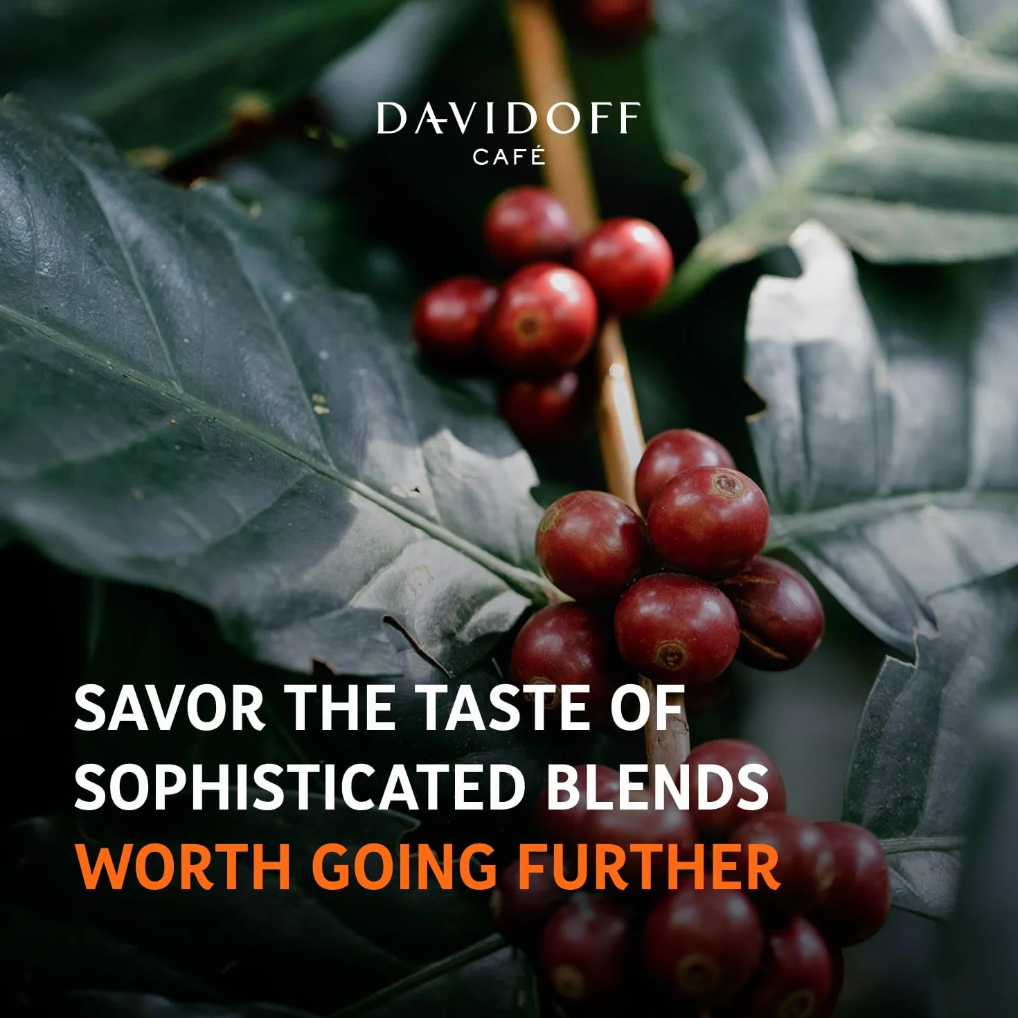 Davidoff Espresso 57 Intense Kawa rozpuszczalna 100% Arabica, 100 g