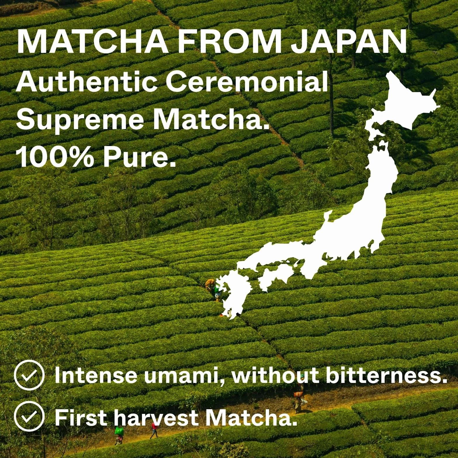 Nawo Matcha Ceremonial Supreme 30g Ekologiczna Zielona Herbata w Proszku z Japonii