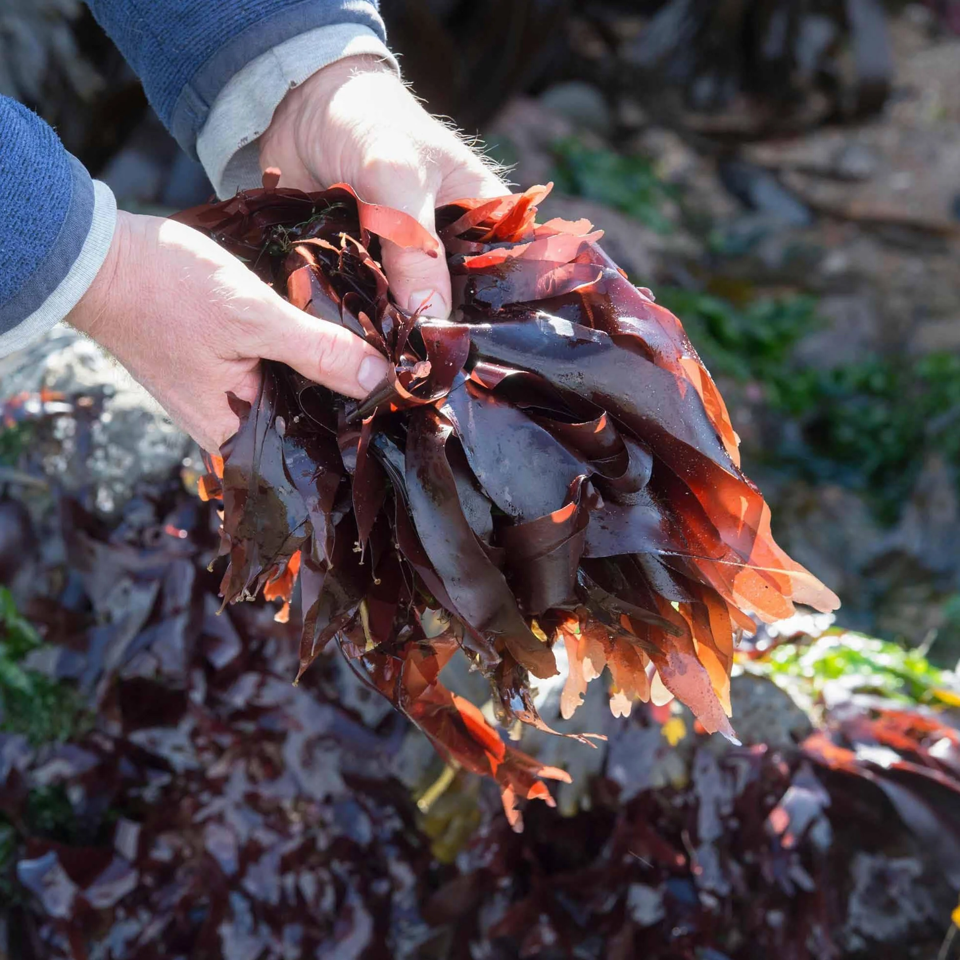 ALGALICIOUS Bio Dulse płatki | 50 g | płatki glonów dziko wyhodowane z północnego Atlantyku | Lapentang jest wegański i bezglutenowy | bogaty w minerały i białko