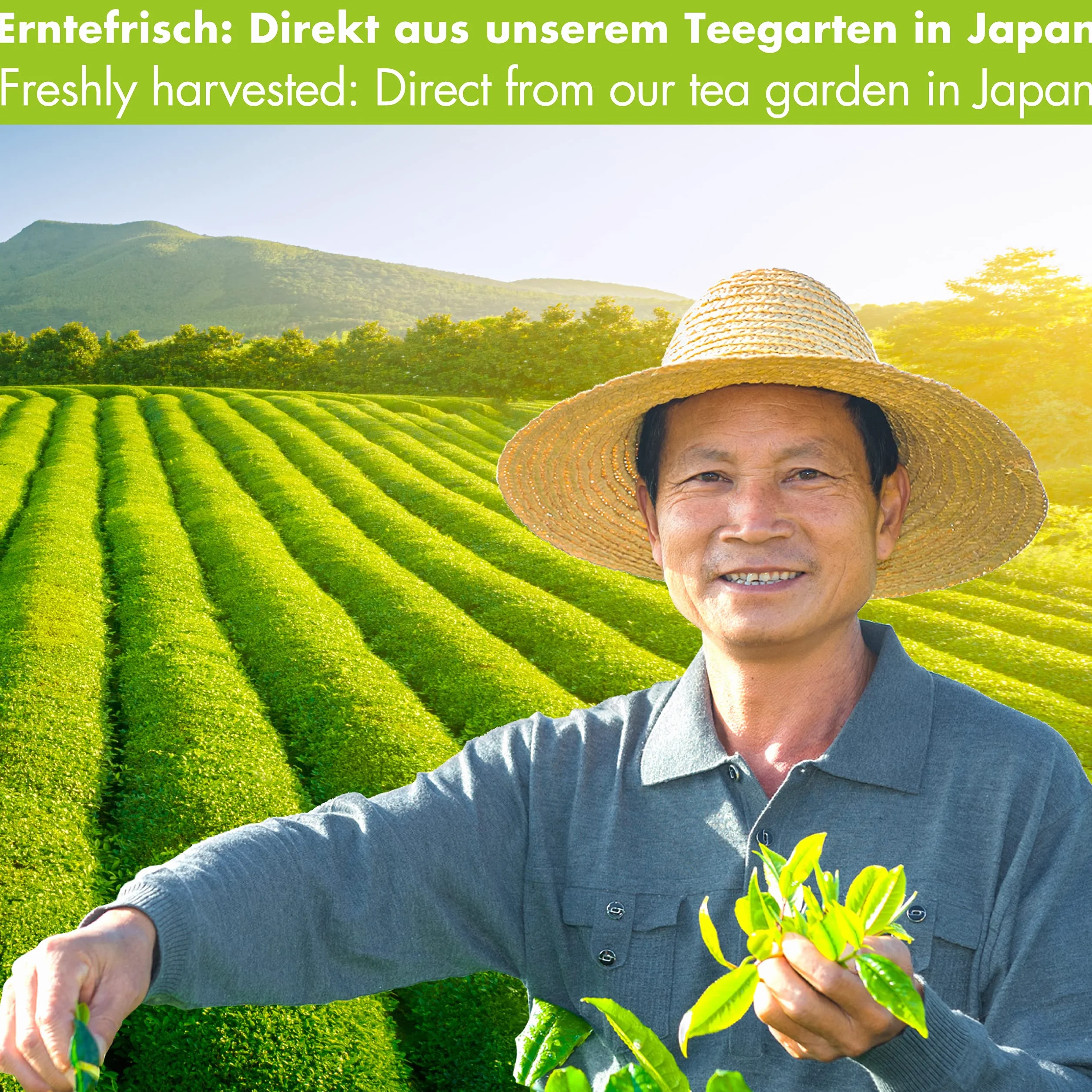 Zielona herbata Matcha w proszku ekologiczna - Oryginalna japońska Matcha najwyższej jakości (200g)