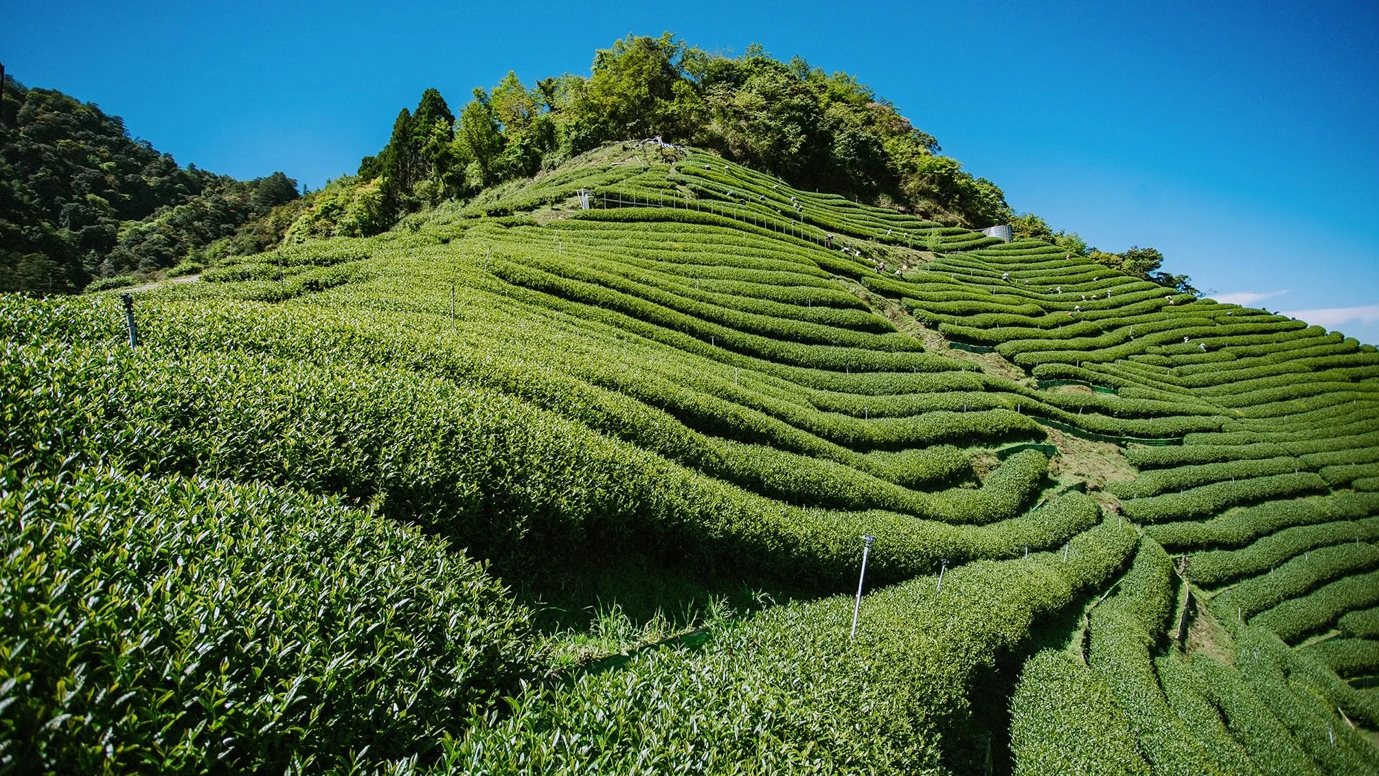 Trilliant Fomsa Tea High Mountain ChinShin oolong herbata Formosa liściasta tajwańska 113 g