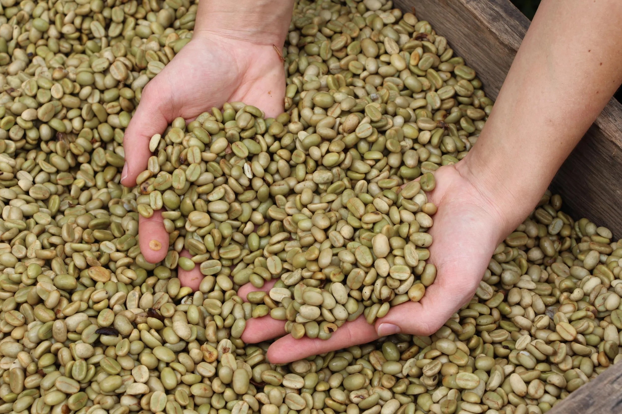 Guggenheimer Coffee Kawa Ziarnista Zestaw Degustacyjny 1kg (2x500g) Supreme Gourmet Arabica Niska Kwasowość