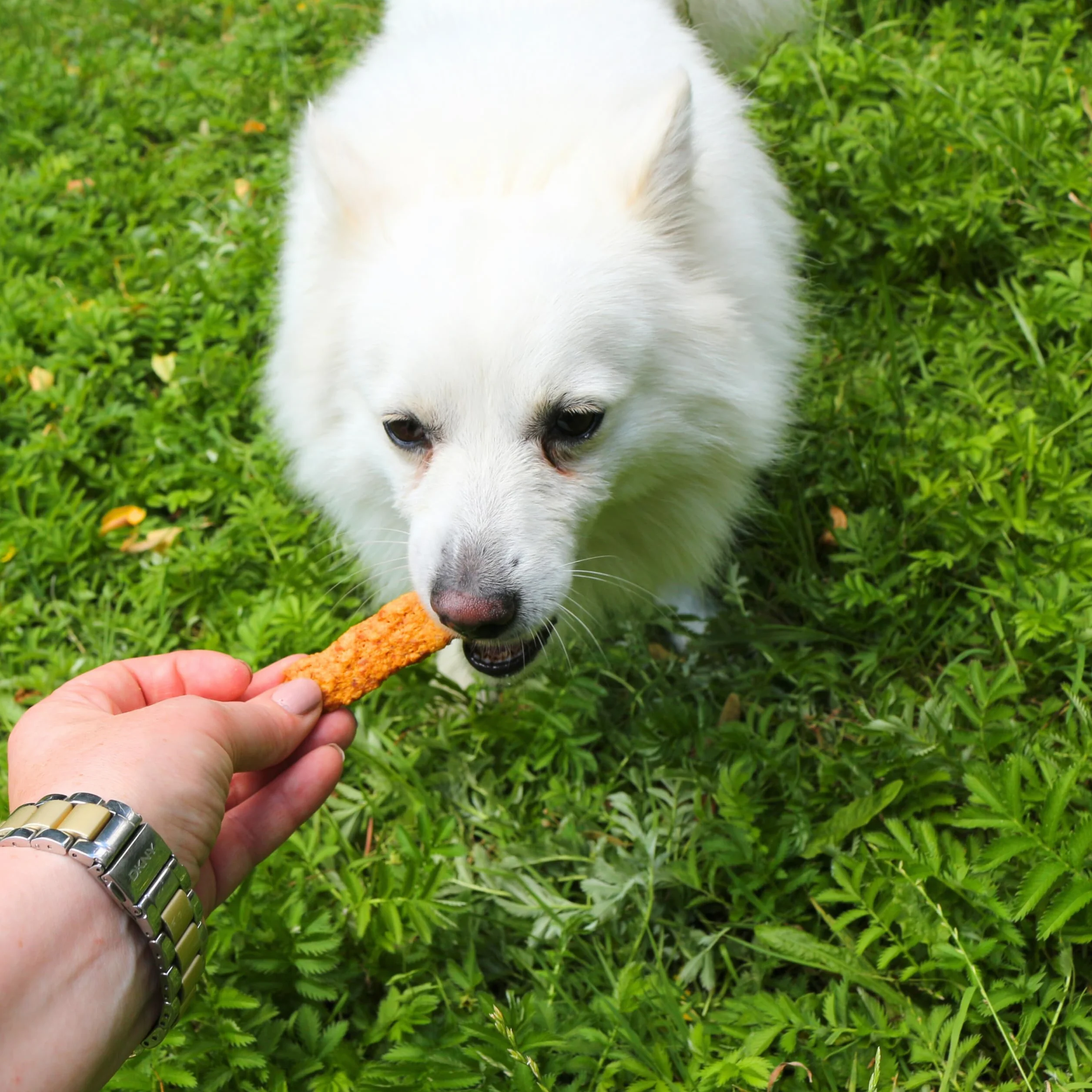 Paski Mięsne z Kurczaka dla Psów 100g – Naturalne Przysmaki, Smakołyki, Suszone Przekąski, Delikatnie Suszone, Bez Zbóż, Bez Sztucznych Dodatków, Karma Uzupełniająca