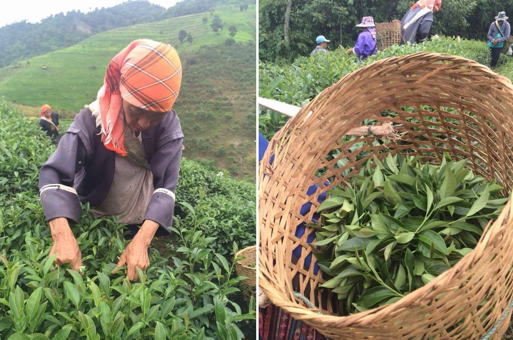 dreikraut Gui Hua - szlachetna herbata oolong z kwiatami osmantusa, 100 g, z północnej Tajlandii, ręcznie wyselekcjonowana, naturalna