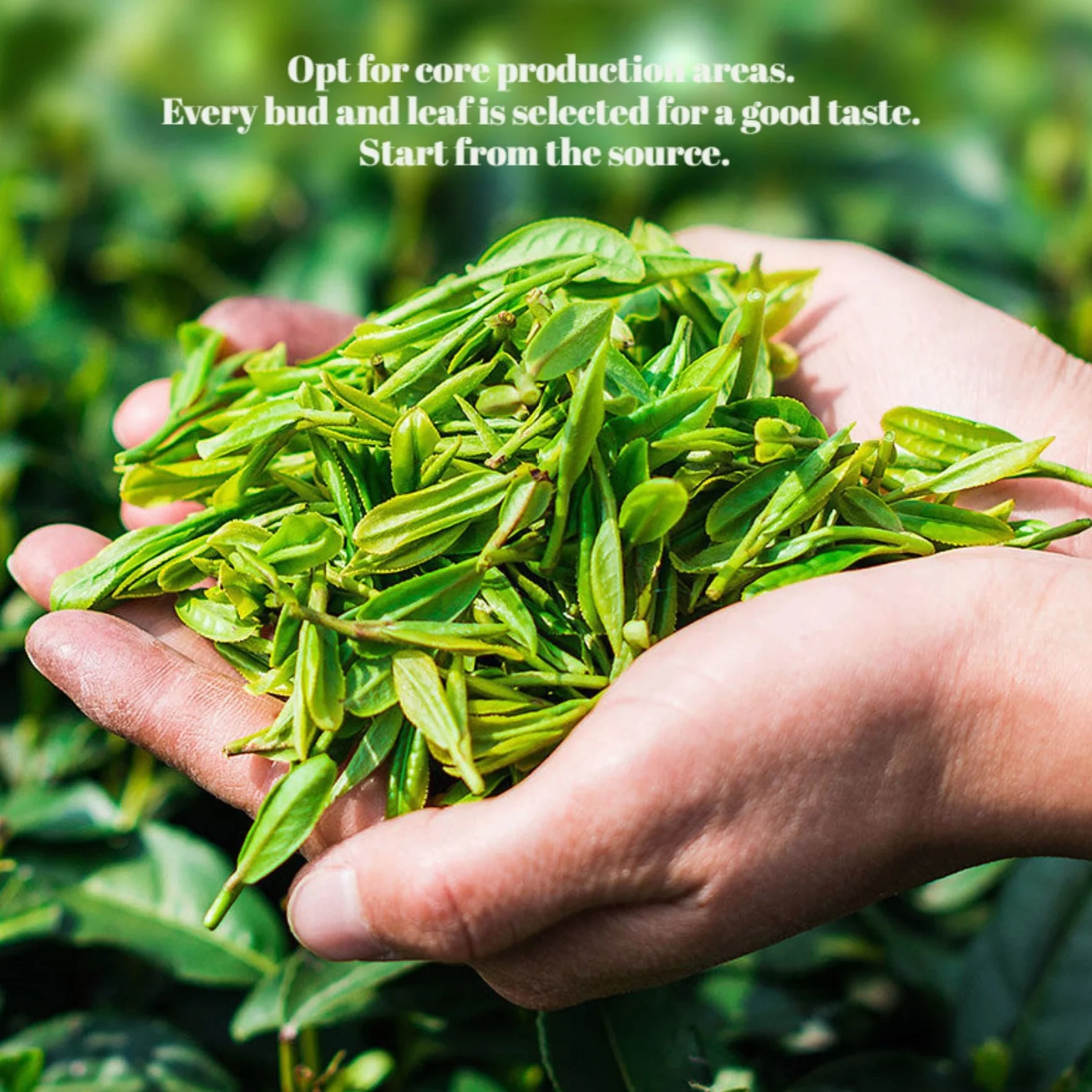 Herbata Osmanthus Oolong Wysokogórska 250g Silny Aromat Osmantusa