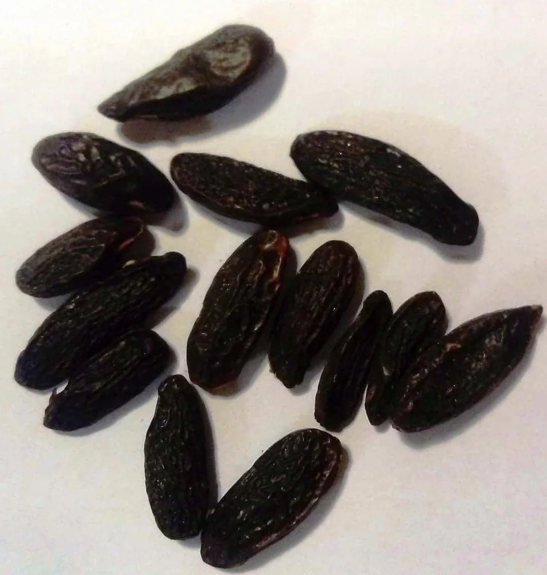 Tonka fasola 100g (tonka beans)