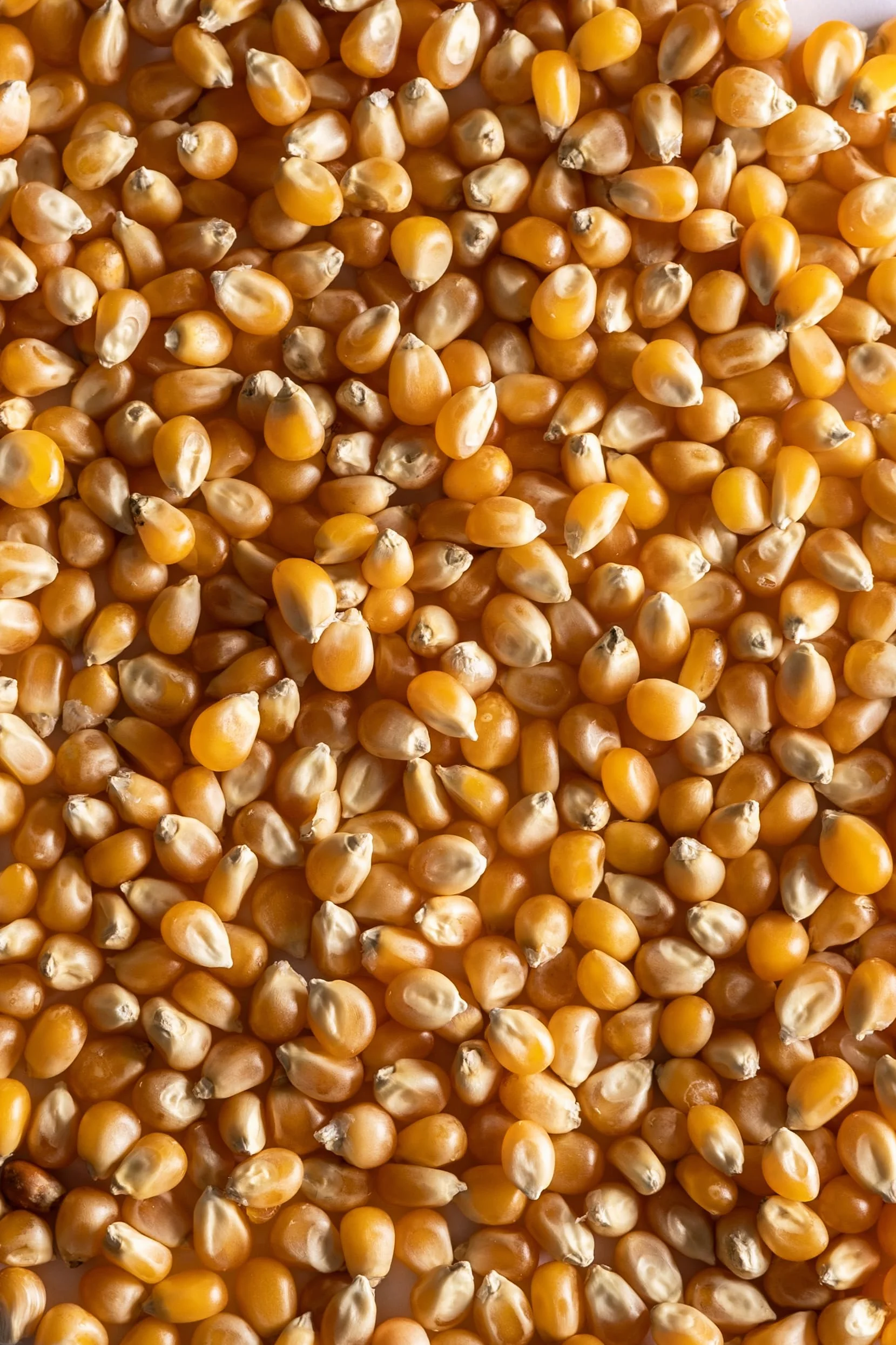 Biojoy BIO-Kukurydza popcorn 2 kg
